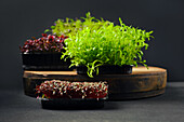 Various microgreens: sorrel, amaranth, pea, coriander