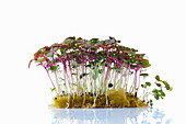 Shiso sprouts (microgreens) on a planting substrate