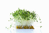 Mizuna sprouts (microgreens) on planting substrate