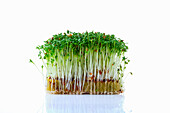 Cress sprouts (microgreens) on planting substrate