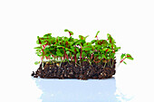 Sorrel microgreens on planting substrate