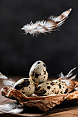 Quail eggs in paper nest with floating feather