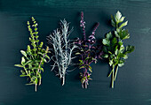 Fresh herbs: basil, rosemary, curry herb, celery