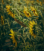 Field of sunflowers (Helianthus Annuus) at sunset