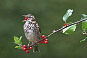 Rotdrossel (Turdus iliacus), ernährt sich von Beeren der Europäischen Stechpalme (Ilex aquifolium), Leicestershire, England