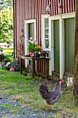 Huhn vor rotem Haus mit Pflanzen und Gartenwerkzeug