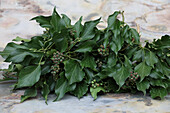 Efeuranken mit unreifen Beeren auf Marmoruntergrund