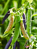 Ripe peas in the pod on the plant