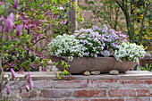 Gänsekresse 'Pink Gem' (Arabis caucasica), Alabaster Steinbrech Rosé (Saxifraga) und Schleifenblume 'Pink Ice' (Iberis) in Blumenschale auf der Terrasse