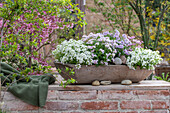 Gänsekresse 'Pink Gem' (Arabis caucasica), Alabaster Steinbrech Rosé (Saxifraga) und Schleifenblume 'Pink Ice' (Iberis) in Blumenschale auf der Terrasse