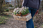 Frau trägt Blumentöpfe mit Steinbrech 'Appleblossom' (Saxifraga) im Spankörbchen