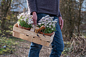 Frau trägt Blumentöpfe mit Steinbrech 'Appleblossom' (Saxifraga) im Spankörbchen