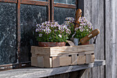  Saxifrage &#39;Appleblossom&#39; in a chip basket with garden tools 