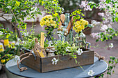 Weißbunte Gänsekresse 'Old Gold', Wolfsmilch 'Ascot Rainbow', Primel 'Pollyanna Yellow' in Holzkiste auf Terrassentisch