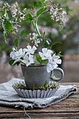 Dekoration Kleines Immergrün (Vinca) in Kaffeetasse in Kuchenform dekoriert