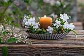 Dekoration Kleines Immergrün (Vinca) mit Wachteleiern und Kerze in Kuchenform dekoriert