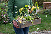 Weißbunte Gänsekresse 'Old Gold', Wolfsmilch 'Ascot Rainbow', Primel 'Pollyanna Yellow' in Vasen in Holzkiste zur Gartengestaltung