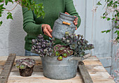 Japanische Fetthenne (sedum), Spinnweb, Hauswurz beim Einpflanzen in Zinkwanne