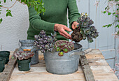 Japanische Fetthenne (sedum), Spinnweb, Hauswurz beim Einpflanzen in Zinkwanne
