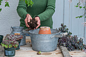 Japanische Fetthenne (sedum), Spinnweb, Hauswurz beim Einpflanzen in Zinkwanne
