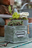 Sukkulenten, Polsterstauden in Holzkisten und Zinktöpfen auf der Terrasse