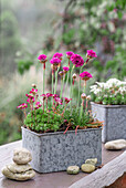 Steingartensortiment mit Steinbrech (Saxifraga) und Grasnelke (Armeria maritima) in Töpfen