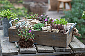 Silberspatelfetthenne, Buckelfetthenne, Milder Mauerpfeffer, Mittagsblume, Bleiche Fetthenne, Weisse Fetthenne  im Topf und Minibeet auf der Terrasse