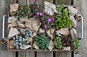 Silberspatelfetthenne, Buckelfetthenne, Milder Mauerpfeffer, Mittagsblume, Bleiche Fetthenne, Weisse Fetthenne in Pflanzgefäß mit Steinen