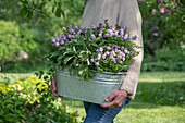 Frau hält Kasten mit Salbei (Salvia Officinalis), Bergbohnenkraut (Satureja montana) im Garten