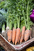 Fresh carrots with greens in wooden basket