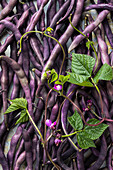 Frische violette Bohnen mit Blättern und Blüten