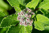 Close up einer Borretschblüte (Borago Officinalis), Gurkenkraut