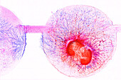 Brain organoids, light micrograph