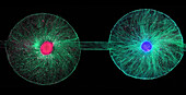 Brain organoids, light micrograph