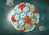 Human papilloma virus particles, illustration