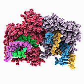 Argonaute protein complexed with DNA, molecular model