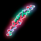 Human collagen type VII from Trautec, molecular model