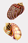 Tortoise-Shell Har, illustration