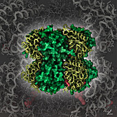 Cyanobacterial circadian clock protein, illustration