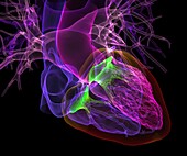 Human heart, CT scan