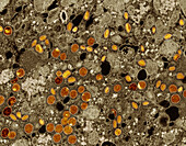 Mpox virus particles, TEM