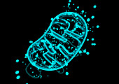 Mitochondrion, illustration