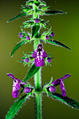 Hedge woundwort (Stachys sylvatica) flowers