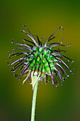 Wood avens (Geum urbanum) seed pod