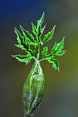 Hogweed (Heracleum sphondylium) bud