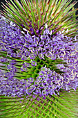 Wild teasel (Dipsacus fullonum) flowers