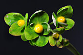 Tutsan (Hypericum androsaemum) flower buds