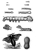 Silk moth life stages, 19th century illustration