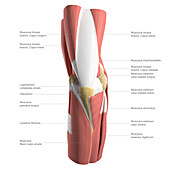 Anatomy of the elbow, labelled illustration