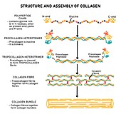 Structure of collagen, illustration